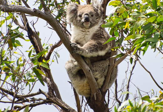 Australien 20140107 0706