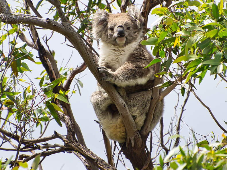 Australien 20140107 0706
