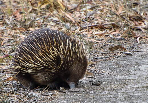 Australien 20140107 0709
