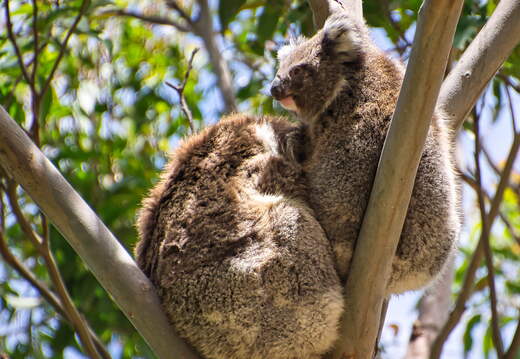 Australien 20140107 0717