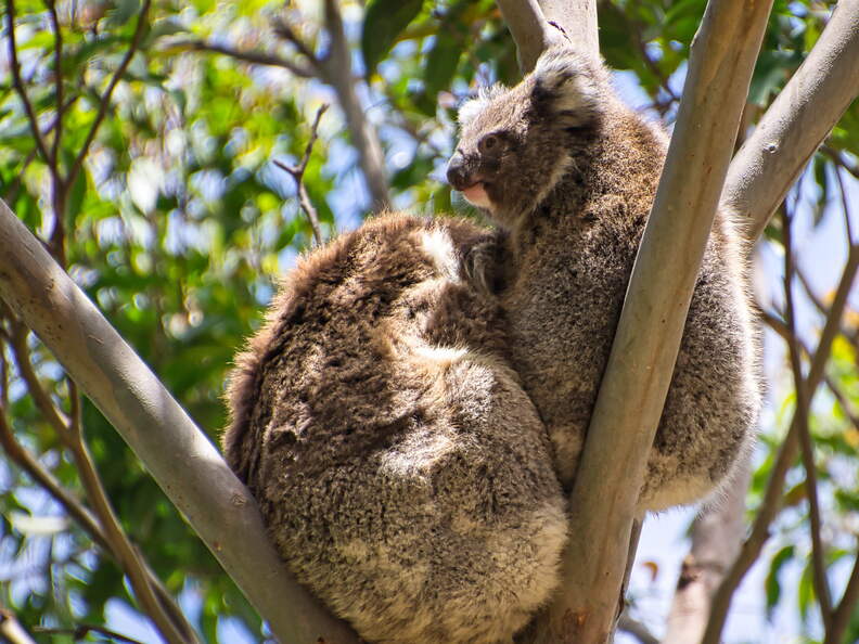 Australien 20140107 0717