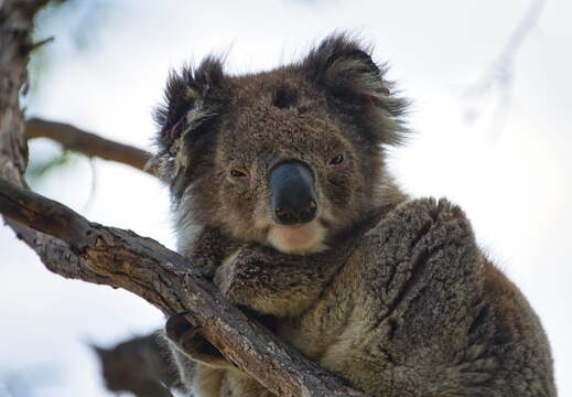 Australien 20140107 0719