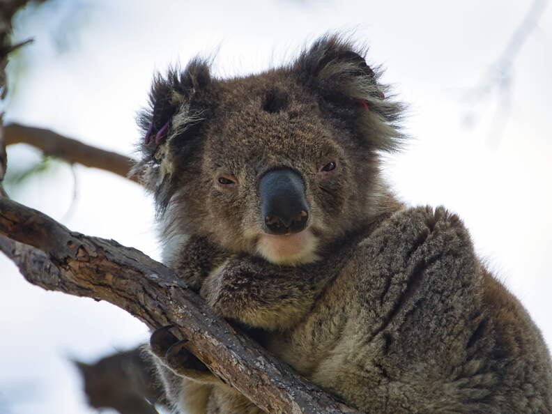 Australien 20140107 0719