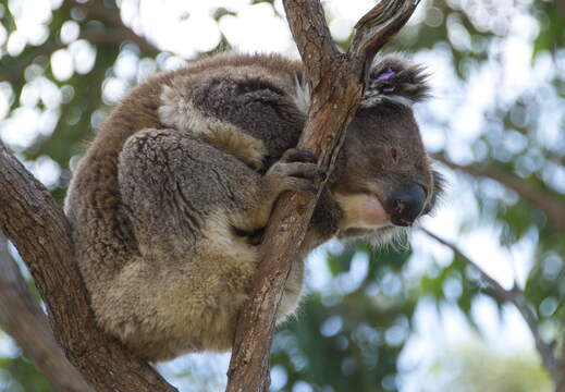 Australien 20140107 0722