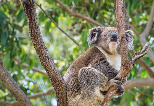 Australien 20140107 0723
