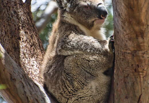 Australien 20140107 0726