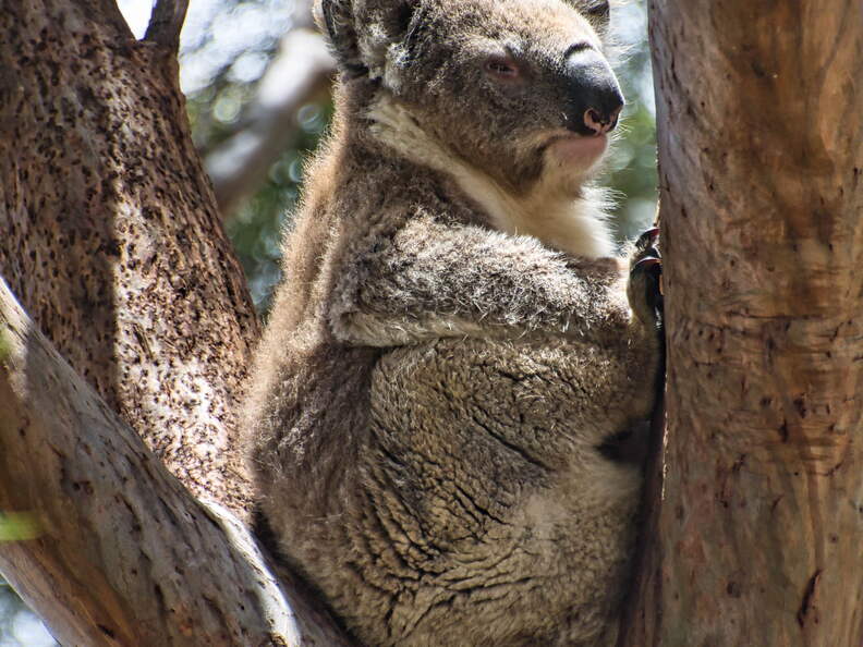 Australien 20140107 0726