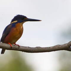 Australien 20140107 0729