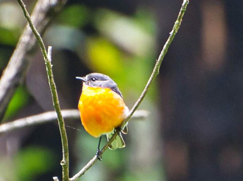 Australien 20140108 0763