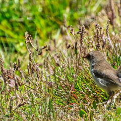 Australien 20140108 0765