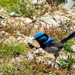 Australien 20140108 0767