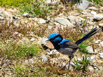 Australien 20140108 0767