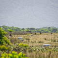 Australien 20140108 0787
