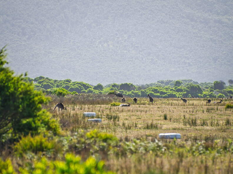 Australien 20140108 0787