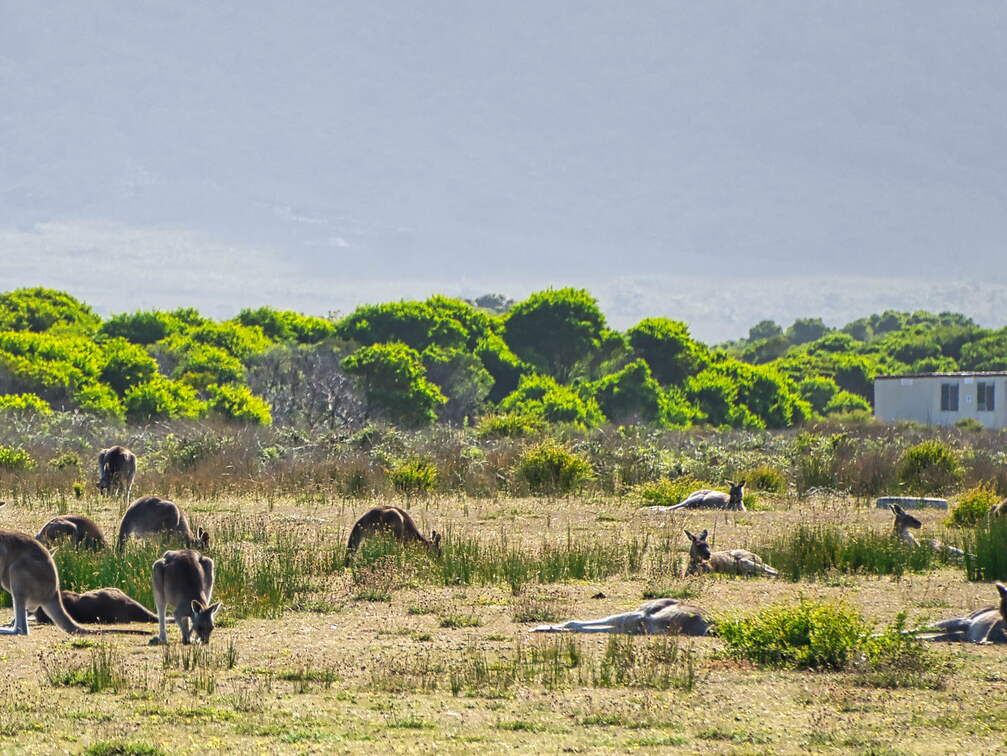 Australien 20140108 0788