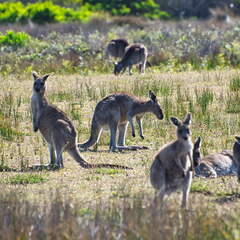 Australien 20140108 0789