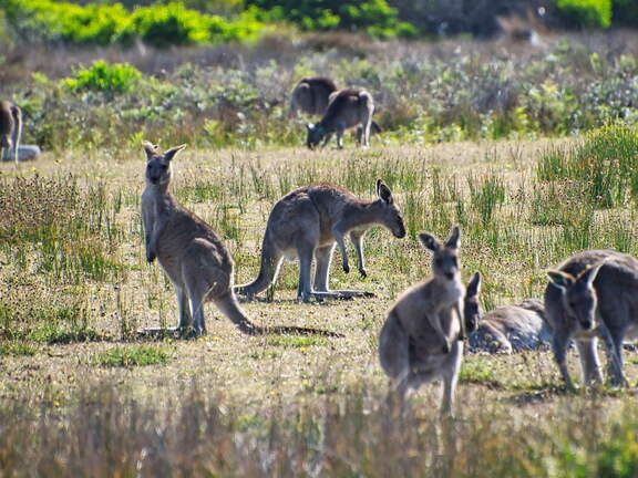 Australien 20140108 0789