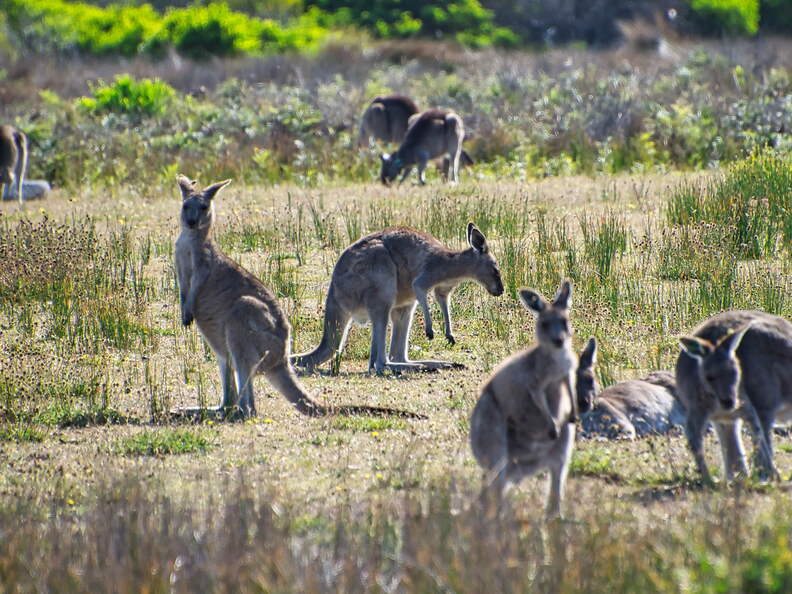 Australien 20140108 0789