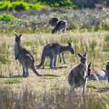 Australien 20140108 0789