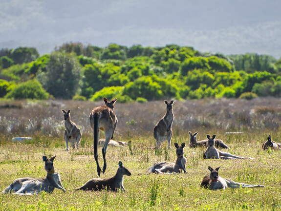 Australien 20140108 0792