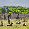 Australien 20140108 0792