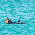 Australien 20140109 0804