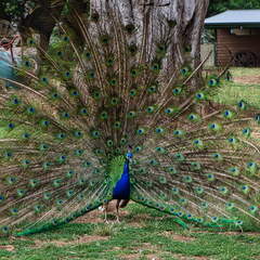 Australien 20140111 0819