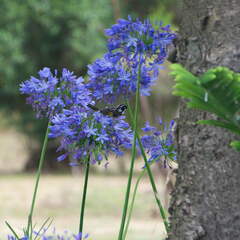 Australien 20140111 0835