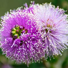 Australien 20140111 0836