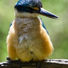 Australien 20140112 0840