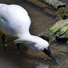 Australien 20140112 0842