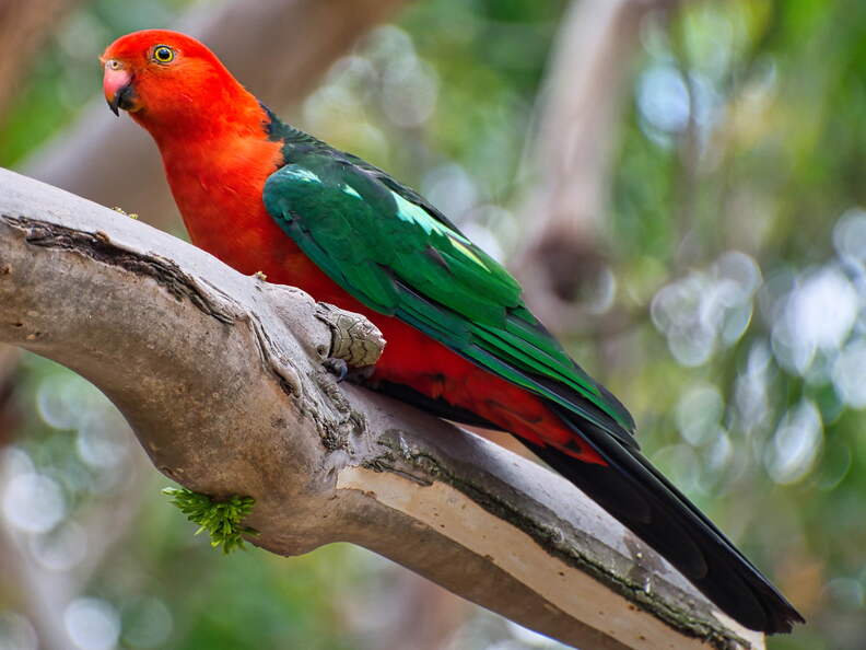 Australien 20140115 0902