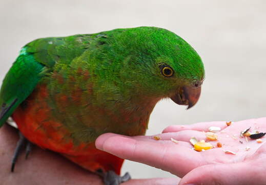 Australien 20140115 0907