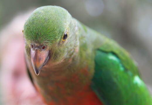 Australien 20140115 0908