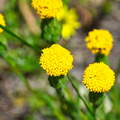 DSC 5557