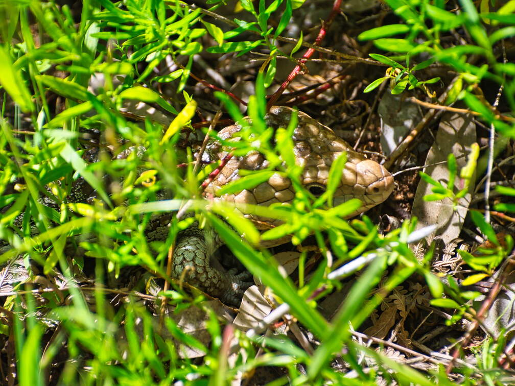 DSC 5561