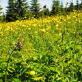 DSC05238
