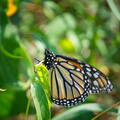 DSC 8656