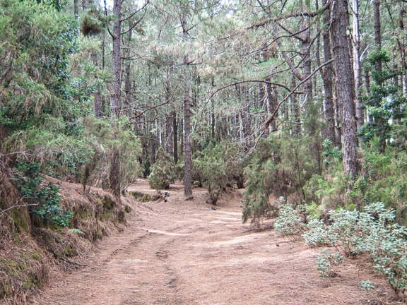 DSC 7006