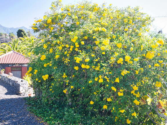 DSC 7260