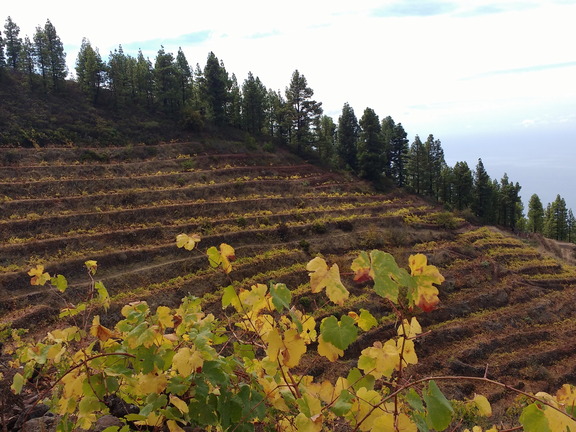 IMG 20171021 130808596