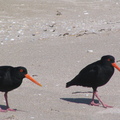 IMG 0148