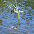 IMG 0204
