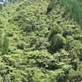 IMG_0218.JPG