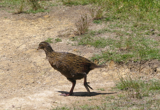 IMG 0274