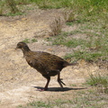 IMG 0274