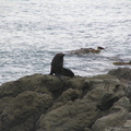 IMG 0305