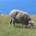 IMG 0341