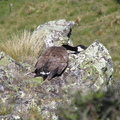 IMG 0364