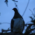 IMG 0381